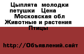 Цыплята, молодки, петушки › Цена ­ 70 - Московская обл. Животные и растения » Птицы   